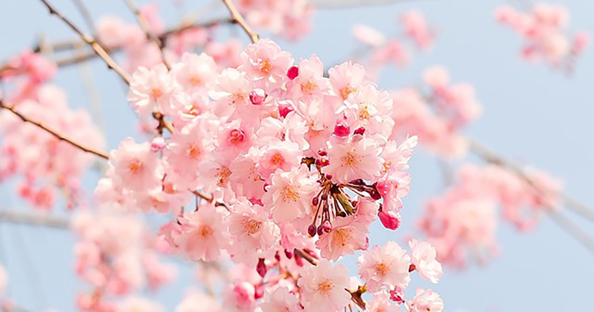 Tavaszi színek szemnek s a szívnek