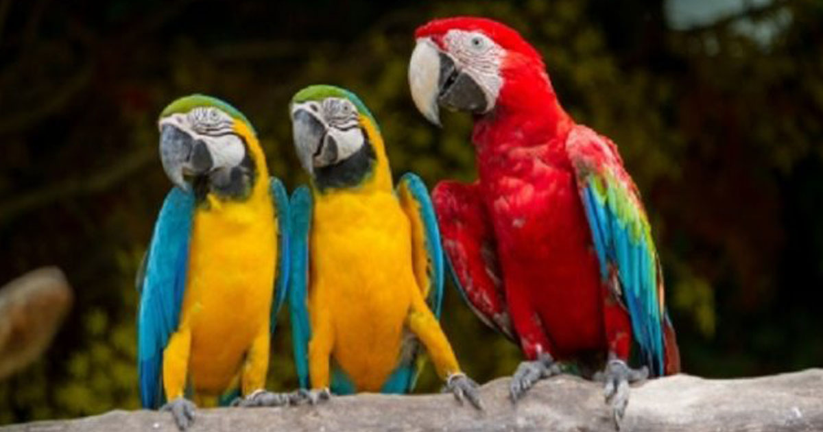 Kedvencünk, a papagáj