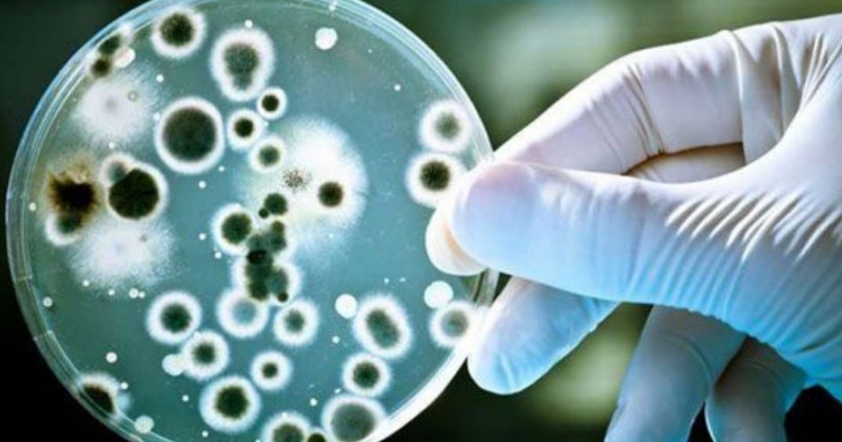Candida Candida