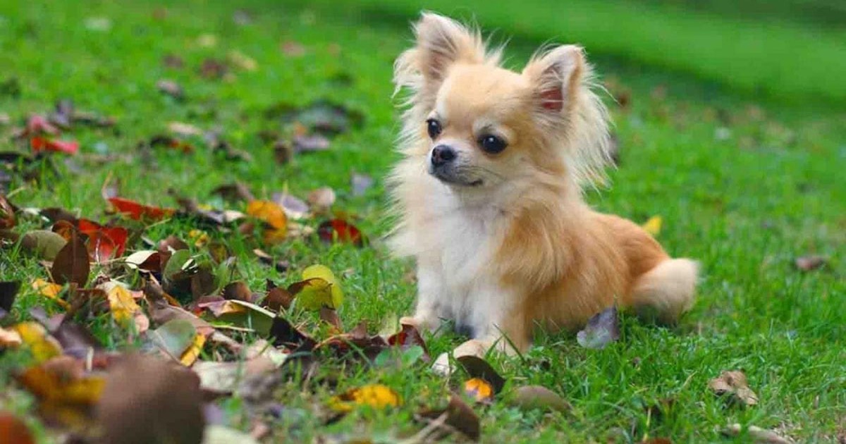 A kiskutya is kutya, csak kicsi!