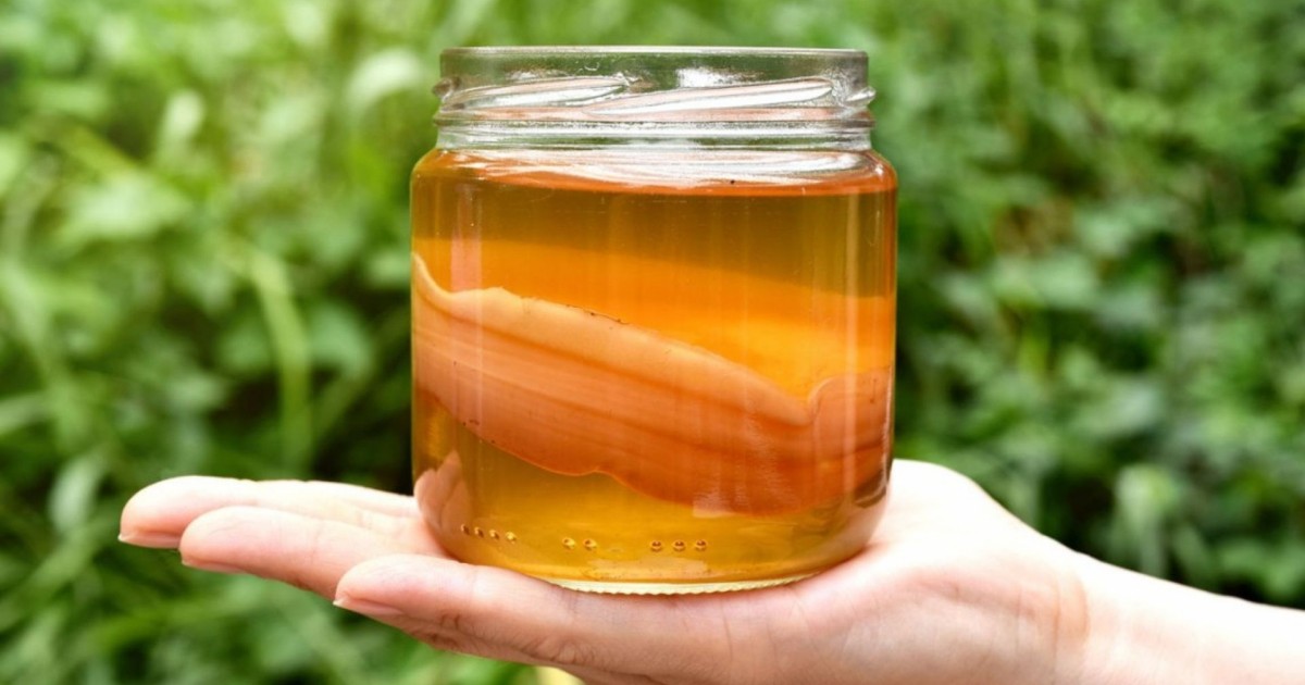 Kombucha Kombucha