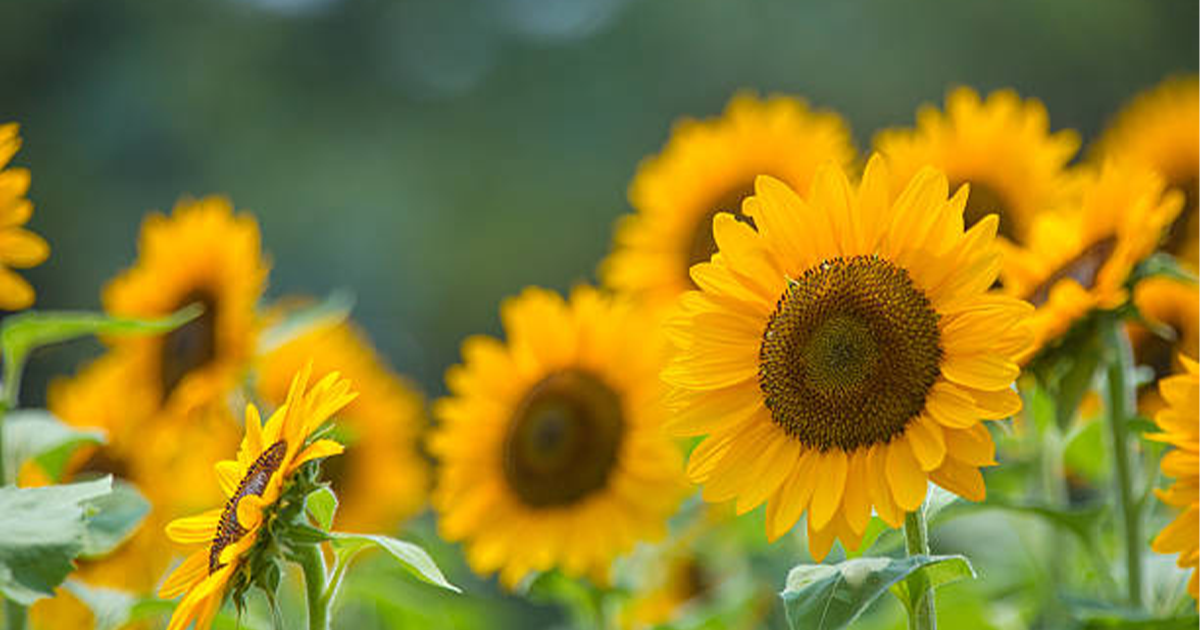 Hajdan Vali: Augusztusi ragyogásban
