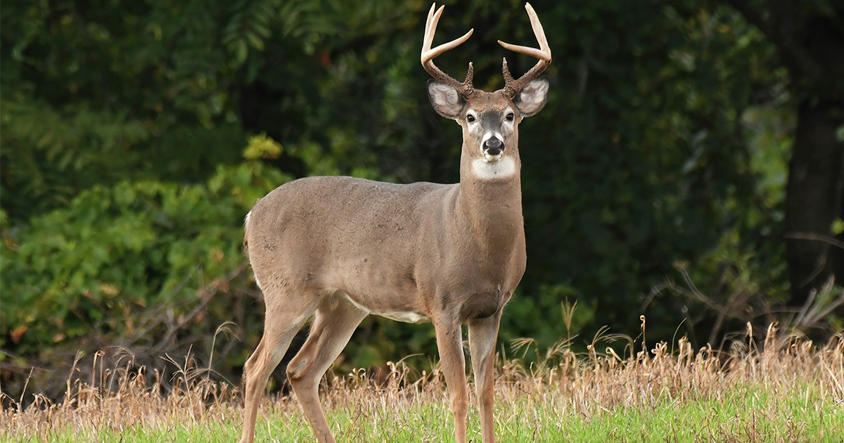 A szarvasbőgés és ami mögötte van