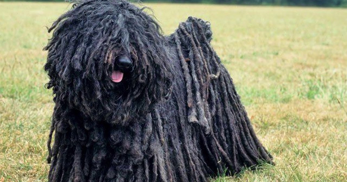 Juhász Veronika: A bodri Juhász Veronika: A bodri