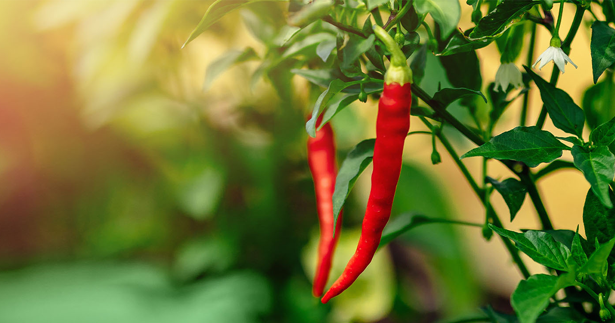 Chili ültetvény otthon? Nem lehetetlen!