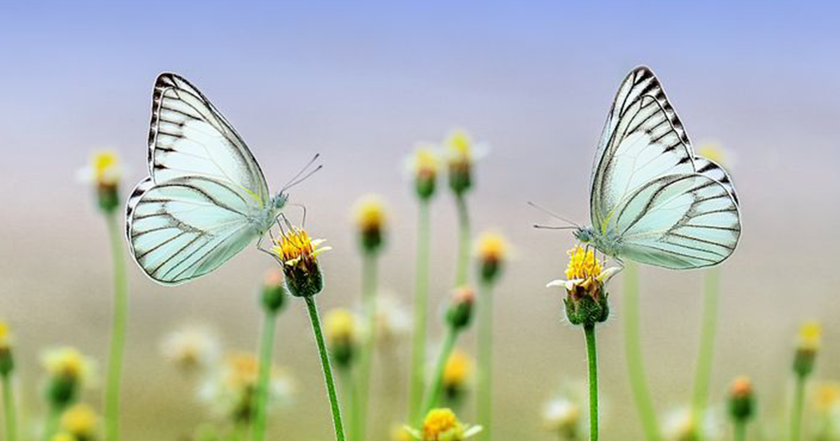 Hajdan Vali: Tavaszi szó-rügyek