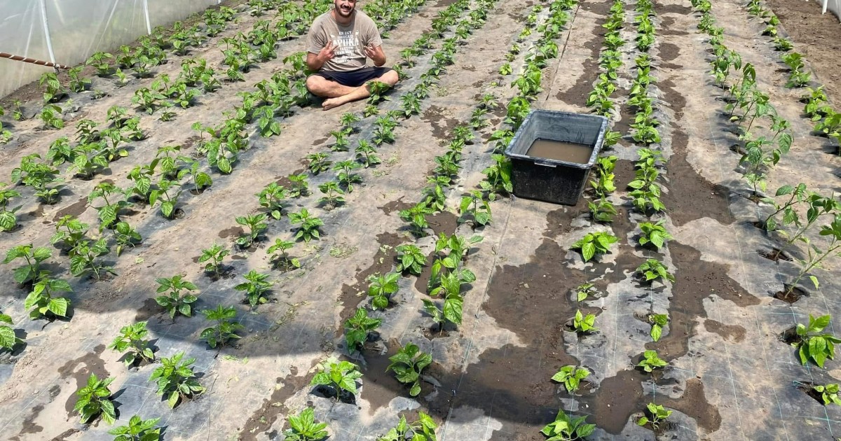 Kerti előkészületek chili ültetéshez