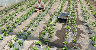 Kerti előkészületek chili ültetéshez