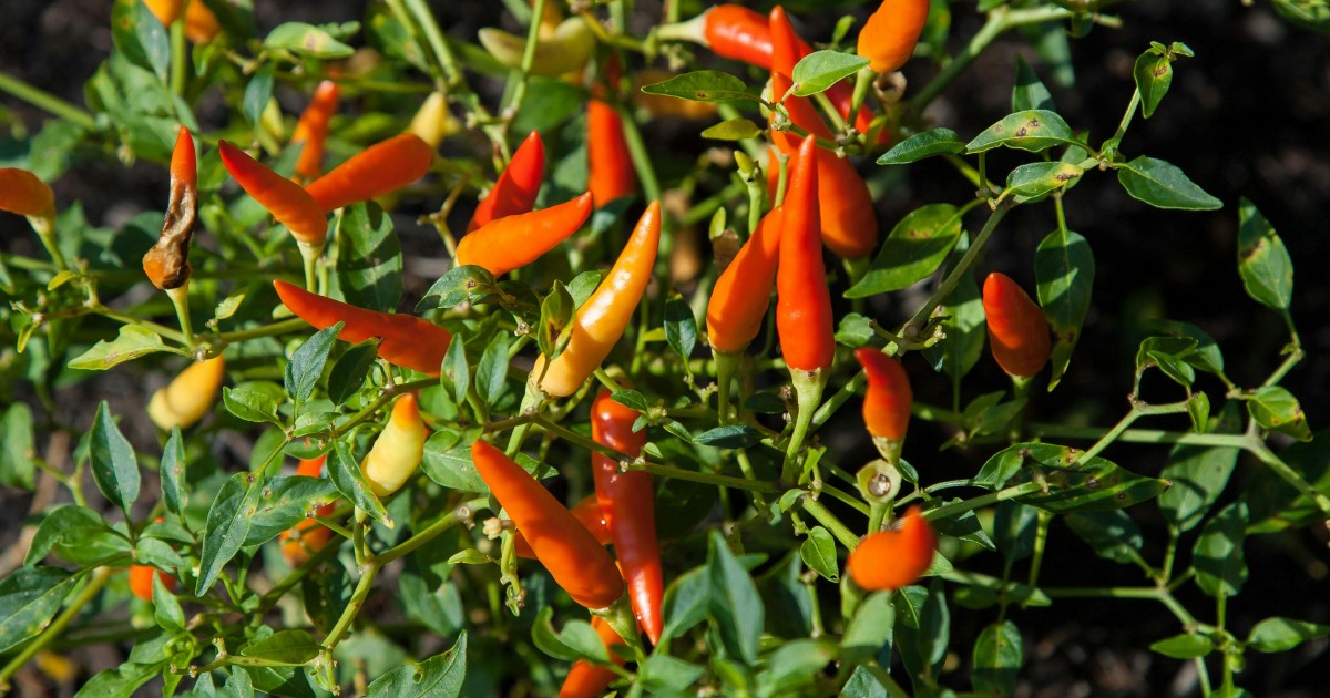 Tűzrevaló finomságok – a konyhakerttől az üvegig