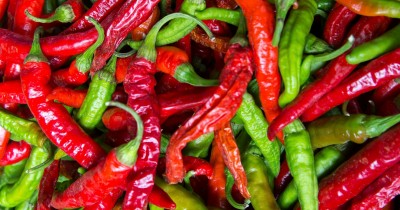 Egy nap a paprikák között – nyári pillanatok a farmról