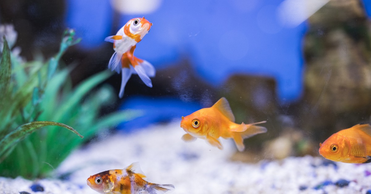 Hasznos tippek kisállat vásárláshoz a Szupermentától Hasznos tippek kisállat vásárláshoz a Szupermentától