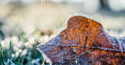Decemberi teendők a kertben…