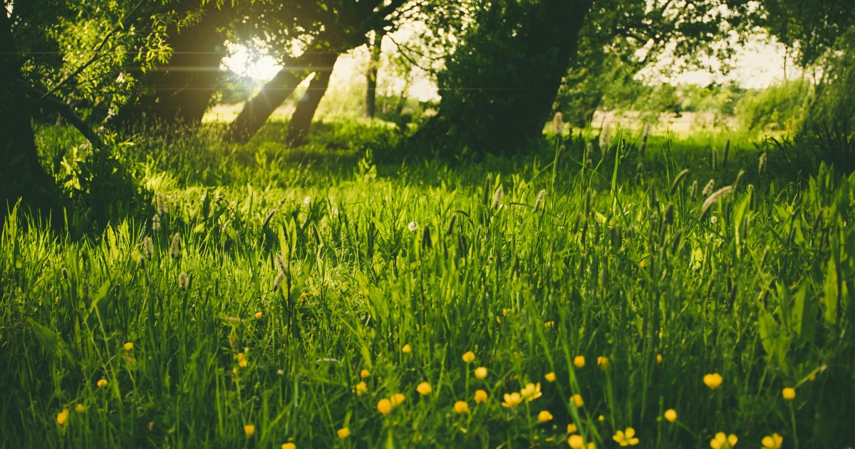 Juhász Veronika - Új tavasz