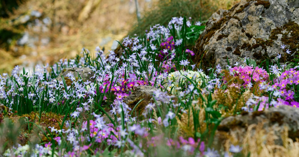 Rodé Klára - Kerti zsibongó