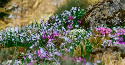 Rodé Klára - Kerti zsibongó